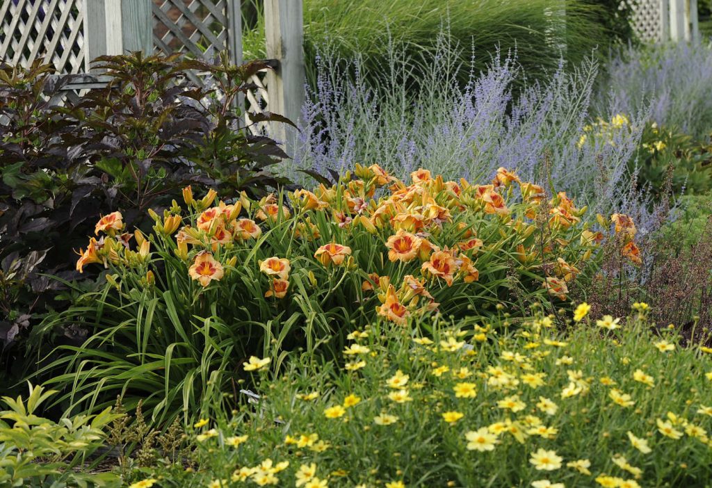From a Specialist Grower: Using Daylily Plants for Sale for Entryway Color and Structure